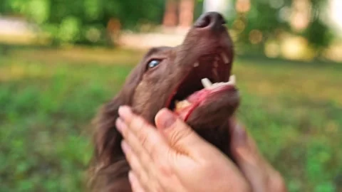 Person affectionately pets small dog during picnic in park Stock Footage 274240929