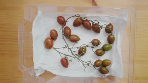 Person arranging fresh datterini tomatoes inside a plastic box for a freezer Stock Footage 336412640