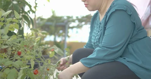 Person with blindness disability picking red ripe tomatoes Stock Footage 323447827