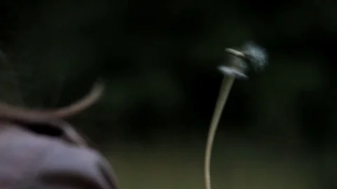 Person blowing a dandelion Video stock 93782379