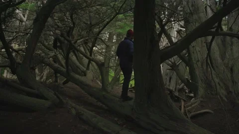 Person in a blue jacket walking through the woods. Stock Footage 150240279