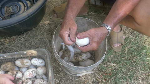 Person break crocodile eggs Stock-Footage 131281116