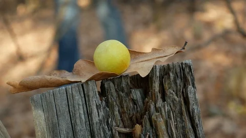 Person bring down dry oak leaf from tree stump Stock Footage 120301563