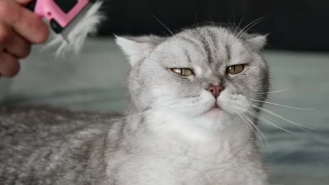 Person brushes a cat on a bed in a cozy room during the afternoon.  person ge Stock-Footage 336670733