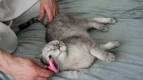 Person brushes a cat on a bed in a cozy room during the afternoon.  person ge Stockbeeldmateriaal 336670735