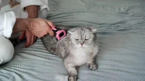 Person brushes a cat on a bed in a cozy room during the afternoon.  person ge Stock-Footage 336670745