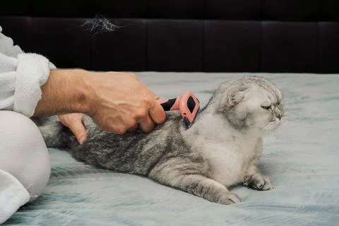 Person brushes  gray cat while relaxing on  bed during day in  cozy room. man Foto stock