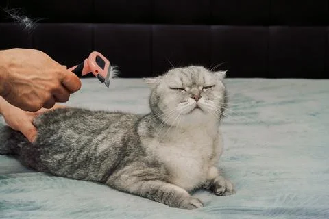 Person brushes  gray cat while relaxing on  bed during day in  cozy room. man Stock-Fotos