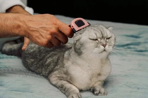 Person brushes  gray cat while relaxing on  bed during day in  cozy room. man Stock-Fotos