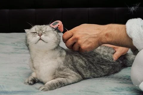 Person brushes  gray cat while relaxing on  bed during day in  cozy room. man Stock Photos