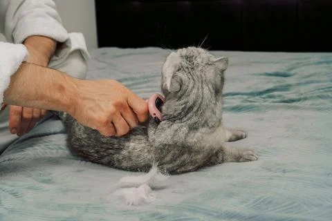 Person brushes  gray cat while relaxing on  bed during day in  cozy room. man Stock-Fotos