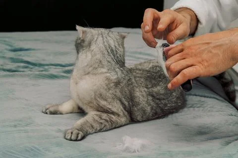 Person brushes  gray cat while relaxing on  bed during day in  cozy room. man Stock Photos