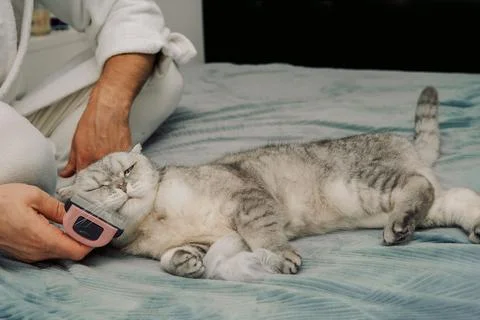 Person brushes  gray cat while relaxing on  bed during day in  cozy room. man Stock-Fotos
