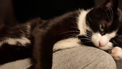 Person caressing belly of cute kitty. cat sleeping on legs while female owner Vidéo 72427002