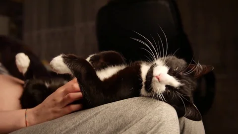 Person caressing belly of cute kitty. cat sleeping on legs while female owner Stockbeeldmateriaal 72691648