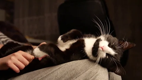 Person caressing belly of cute kitty. cat sleeping on legs while female owner Stockbeeldmateriaal 72839777