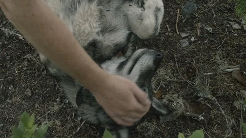 Person caressing a dog in the forest Stock Footage 87613938