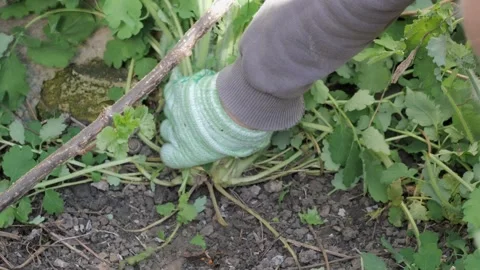Person caring for plants, cutting, weeding, and picking, showcasing gardening Vidéo 279834334