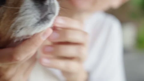 Person checking dog's teeth and gums Stock Footage 345453556