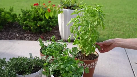 Person checking on herbs in planter an patting the soil Stock Footage 155255975