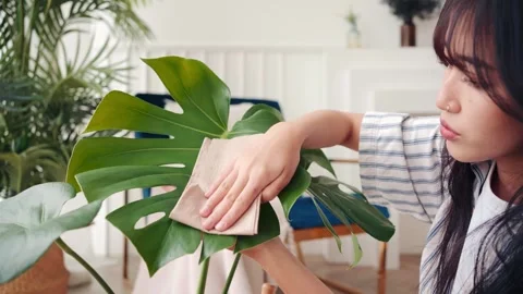 Person cleaning a large monstera leaf with a cloth at home, showing indoor Video stock 315093673