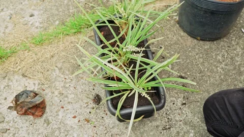 Person completing soil around plants in a rectangular pot 스톡 동영상 331089952