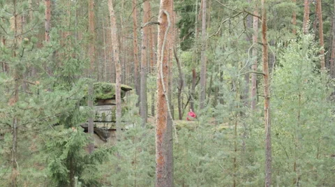Person in coniferous forest 库存影片 45285658