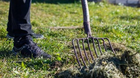 A person is currently raking the grass using a rake tool Stock Photos
