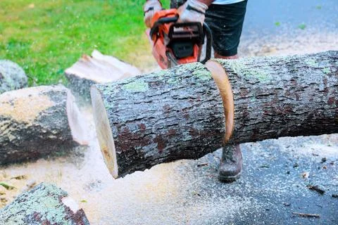 Person cuts tree trunk with chainsaw in backyard during daytime Stock Photos