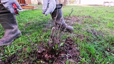 Person is cutting branches with a pair of scissors Vídeos de archivo 295153473