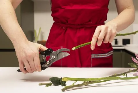 Person cutting flower stems with pruning shears on a worktable. Close up of Photos