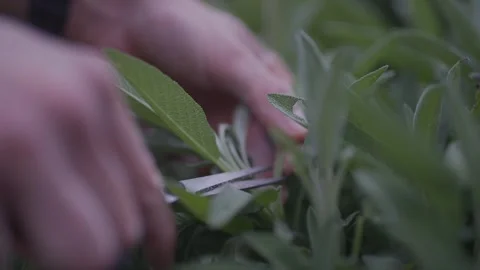 A person is cutting grass with a pair of scissors Stock Footage 297843565