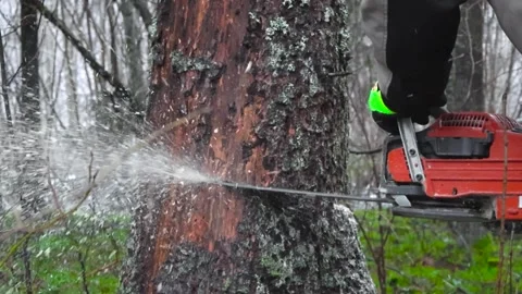 Person cutting a large tree with a chainsaw in slow motion in a forest with Stock Footage 301790357