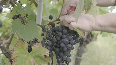 Person cutting a red grape cluster off the grapevine Stock Footage 164760127