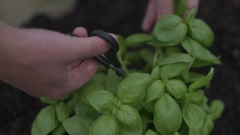 A person is cutting some basil leaves with scissors Stock Footage 297842271