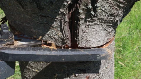 Person cutting a tree trunk with a chainsaw 스톡 동영상 338346919