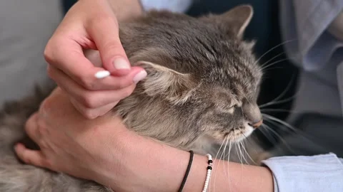 A person demonstrates the process of cleaning a cat's ears using a cotton swab. Stockbeeldmateriaal 337101031