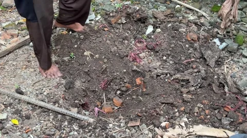 Person digging into rich soil with hoe in an outdoor Stock Footage 312586955