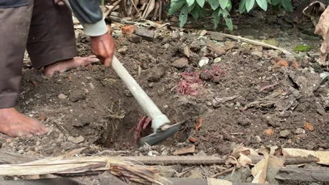 Person digging into rich soil with hoe in an outdoor setting Stock Footage 312587176