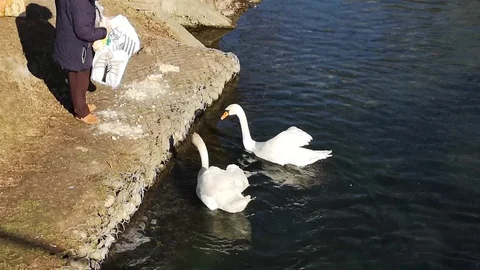 Person distributes volatile bread on the river Stock Footage 102238300