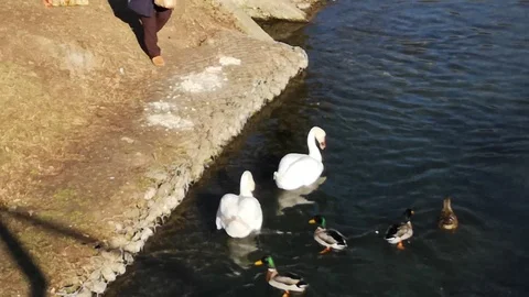 Person distributes volatile bread on the river Vídeo Stock 102238593
