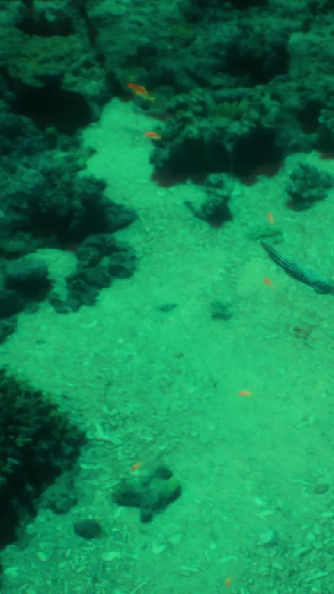 A person is diving in a clear blue ocean Stock Footage 342347614