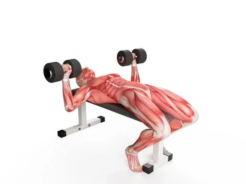 Person doing bench press exercise Stock Illustration