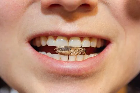 A person eats house crickets Stock Photos