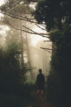 Person entering a path in the mountain between trees that goes into the mist. Stock Photos
