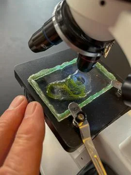 Person examining seaweed in a microscope Foto stock
