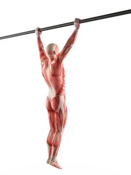 Person exercising on pull up bar イラスト素材