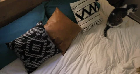 Person falling on bed with cat running away Stock Footage 165263621