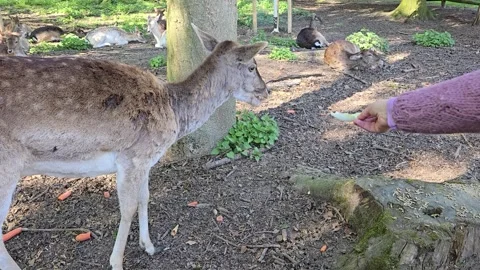 Person feeding a cute fallow deer by hand in a forest with other deer resti.. Stock Footage 342026460