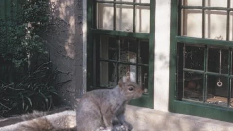 Person Feeding Eastern Gray Squirrel On Stone Planter New York 1960s Stock Footage 339245360
